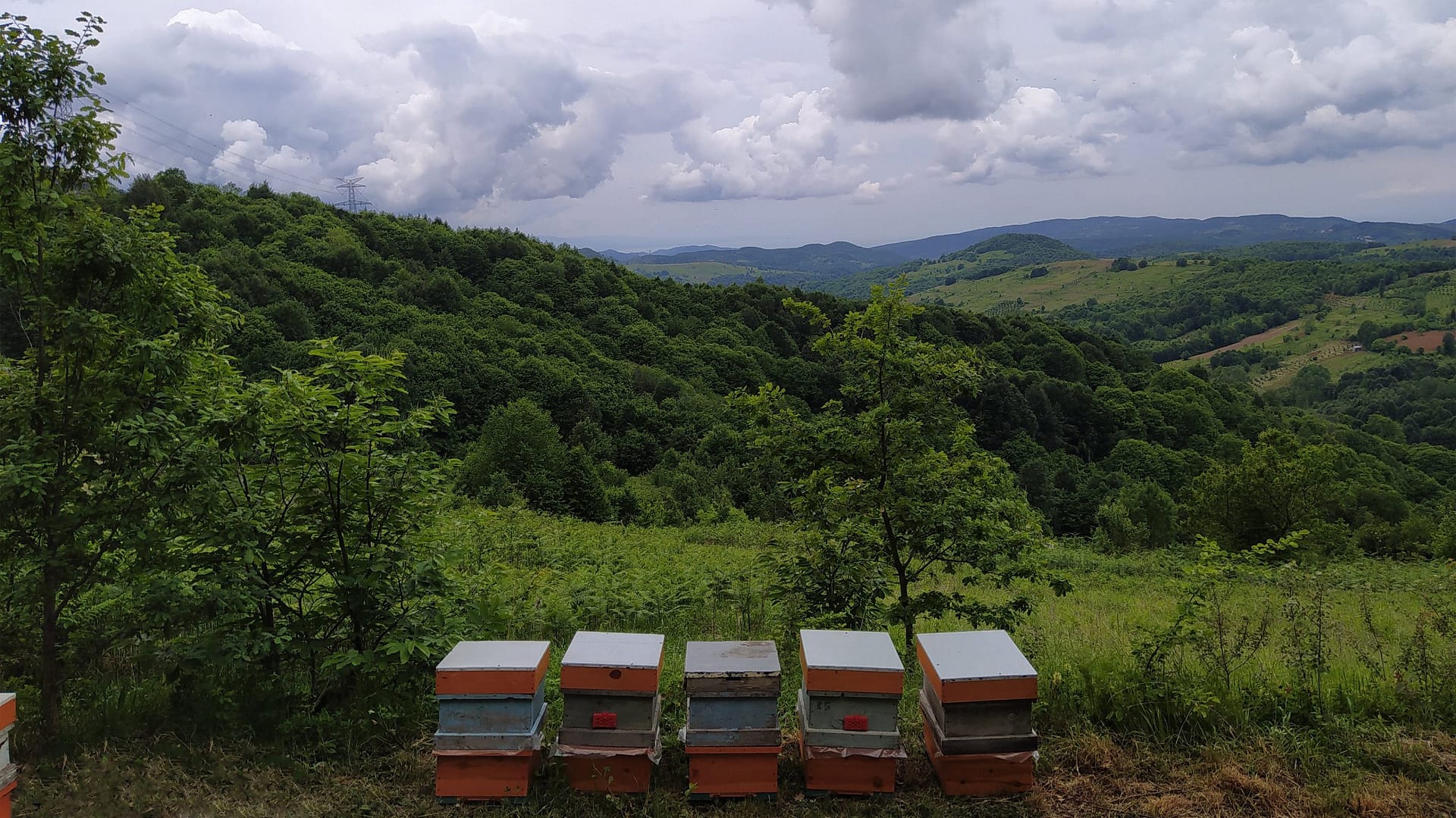 bal-yaylabali-kekikbali-kestanebali-polen-arisutu-balcicegim-doğalbal-organik-kestanebali-petekbal-propolis-ihlamurbali